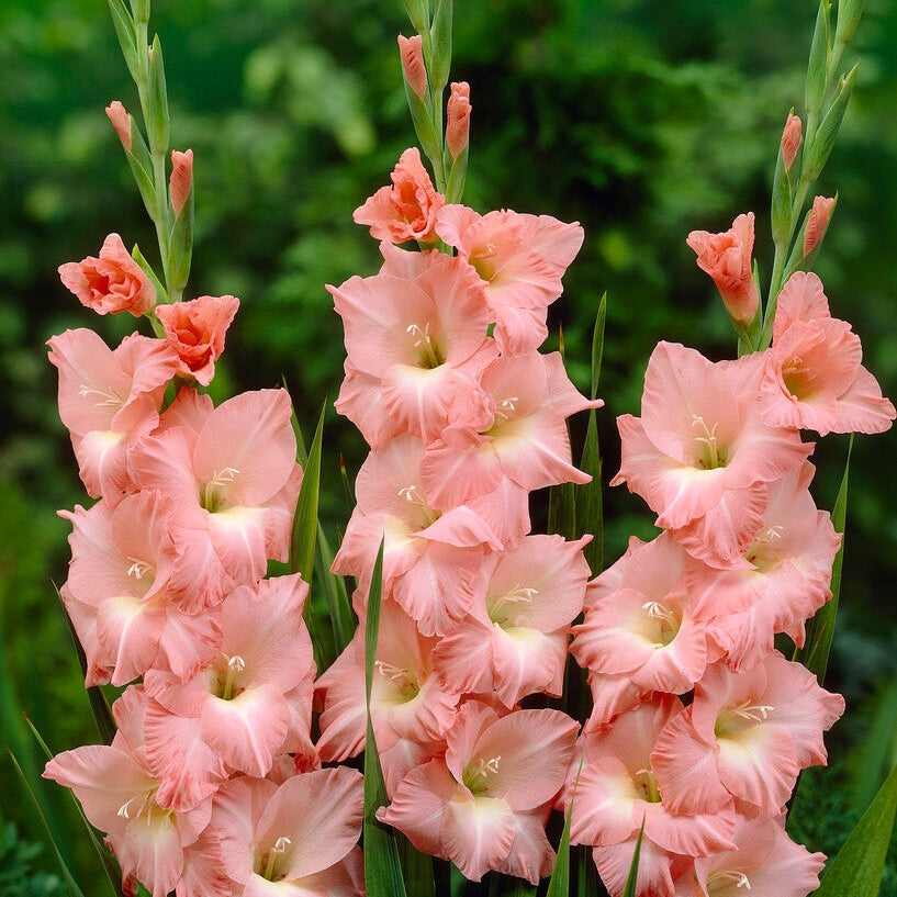 Gladiolus Rose Supreme 10-pakning